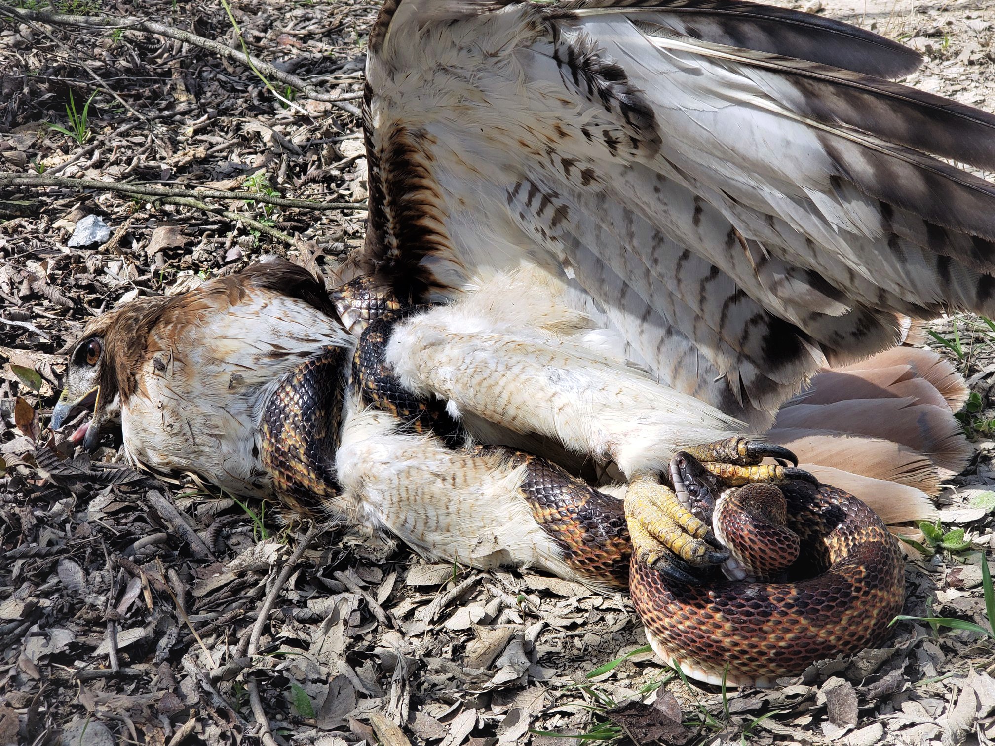 Photos Show Rat Snake And Red Tailed Hawk Go Head To Head