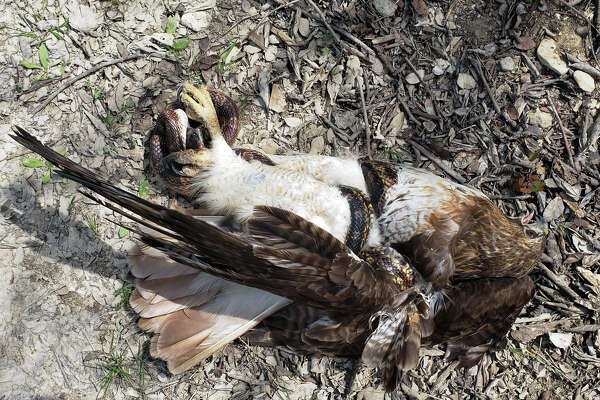 Photos Show Rat Snake And Red Tailed Hawk Go Head To Head In