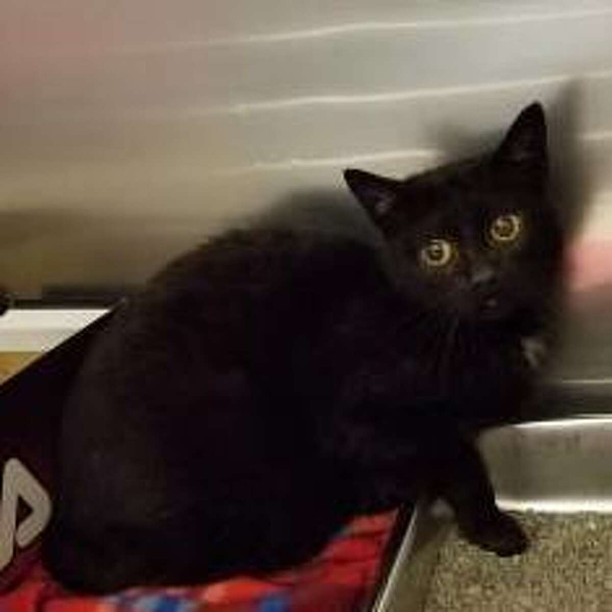 Pet Adoptions Discounted Through Sunday At Local Shelter