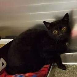 Cat Missing From Corinth For 4 Years Turns Up 36 Miles Away