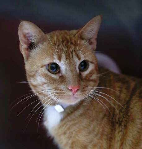 Montgomery County Has Many Animals Ready For Adoption Houston