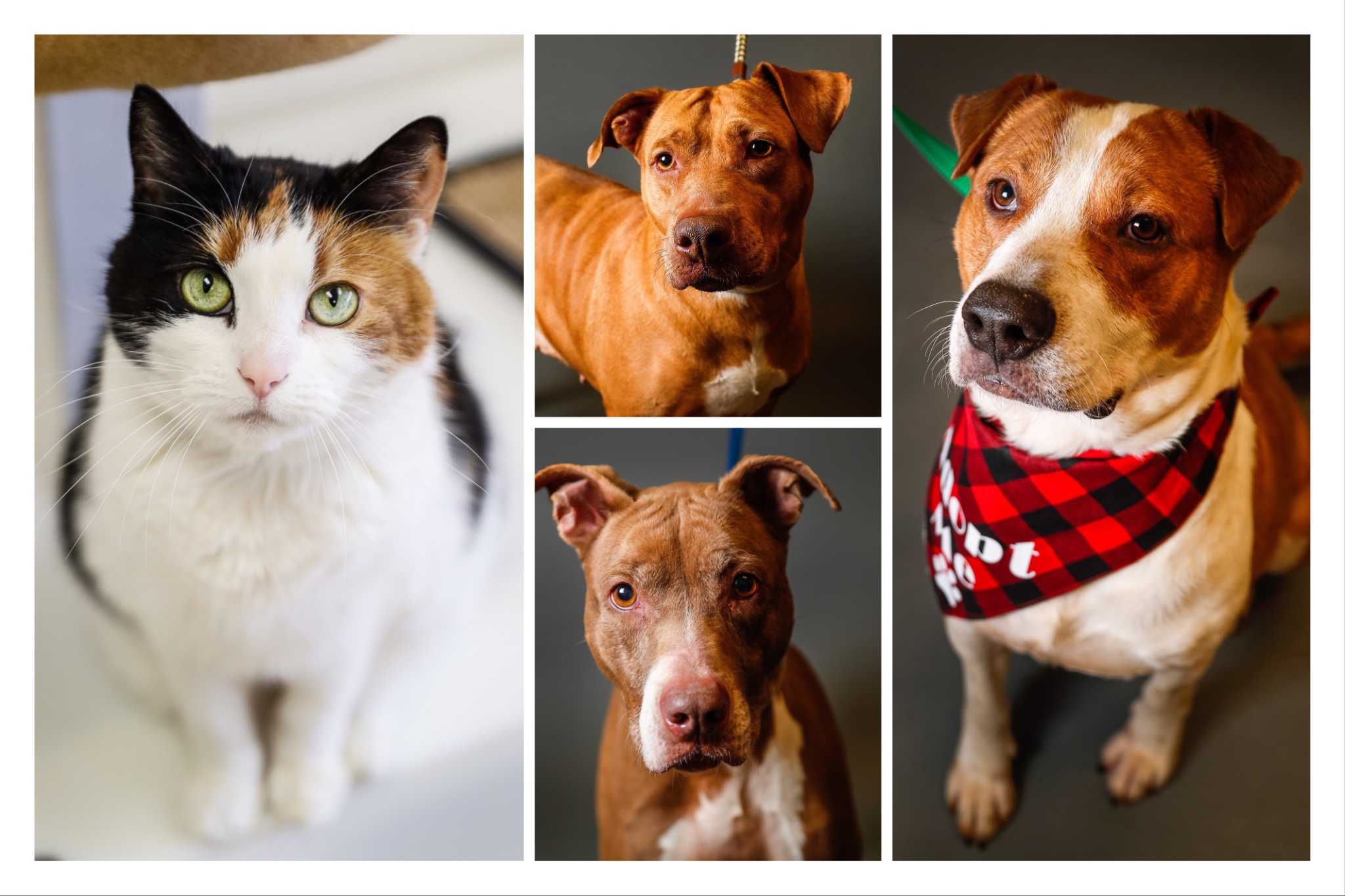 Montgomery County Has Many Animals Ready For Adoption San