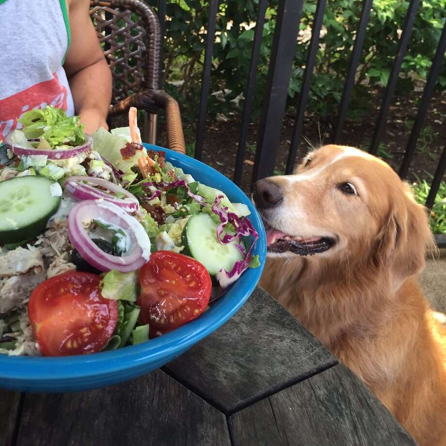 Dogs In Outdoor Dining Areas Ricetta ed ingredienti dei Foodblogger