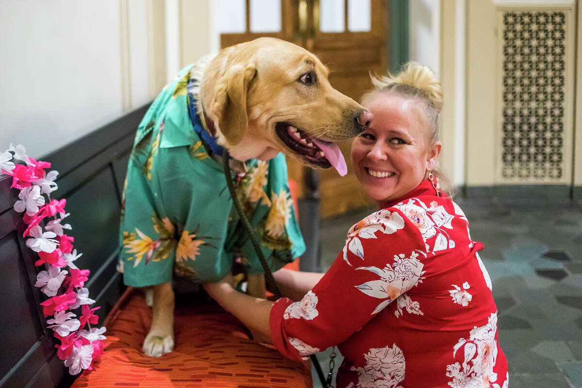 Deputy Probate Register Katy Mishler helps Courthouse Clyde, a therapy dog for the probate and family court, into a Hawaiian shirt during Clyde's second birthday party on Wednesday, April 3, 2019 at the Midland County Courthouse. (Katy Kildee/kkildee@mdn.net)