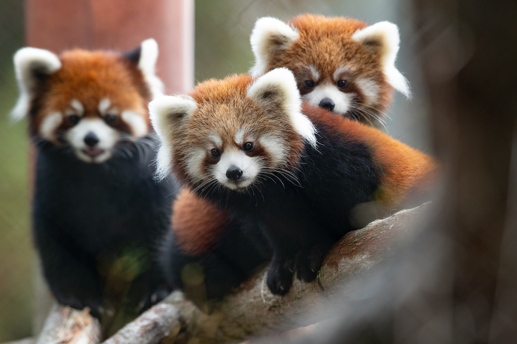 Seattle red panda fans: Get your fix before Woodland Park's cubs move to new zoos