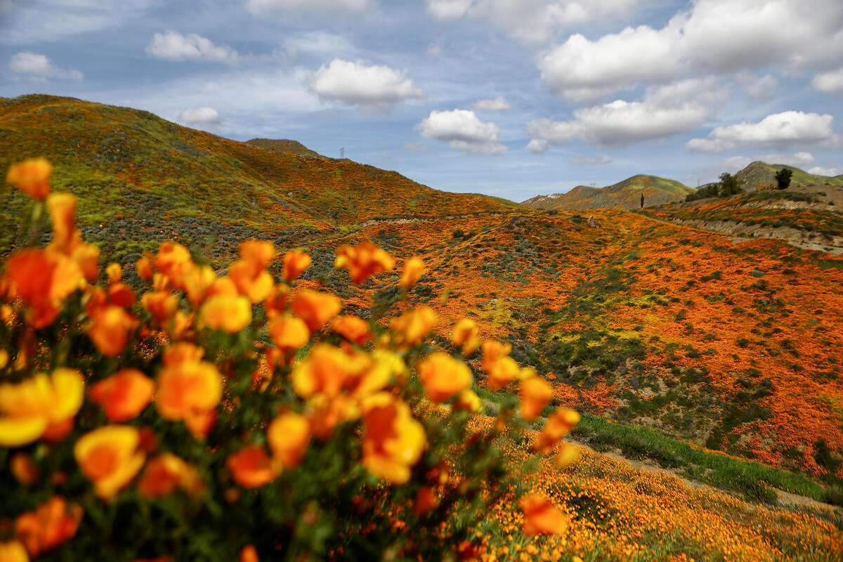 A 'super bloom' of wild poppies blankets the hills of Walker Canyon on March 22, 2019 near Lake Elsinore, California. Heavier than normal winter rains in California have caused a ‘super bloom’ of wildflowers in various locales of the state. The popular Lake Elsinore bloom is expected to decline in the coming days. (Mario Tama/Getty Images/TNS)