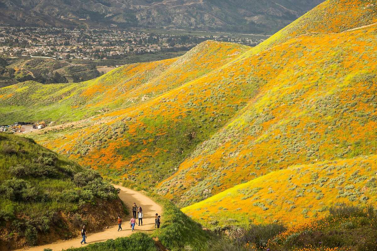 A super bloom in Lake Elsinore, Calif., March 20, 2019. A small town in Southern California has been swarmed by influencers and tourists seeking a rare, poppy-filled photo opportunity. (Emily Berl/The New York Times)