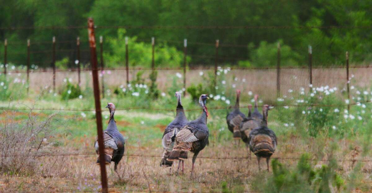 A group of adult Rio Grande wild turkey gobblers moves down a South Texas sendero. Such congregation of longbearded gobblers is rare during the turkeys' spring mating season when most males claim and defend territories or harems of hens and will not tolerate other gobblers.
