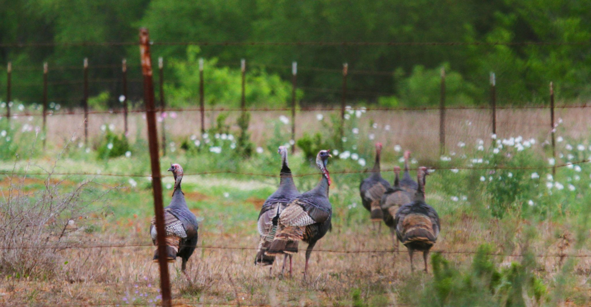 Drama Plays Out During Turkey Season Houstonchronicle Com