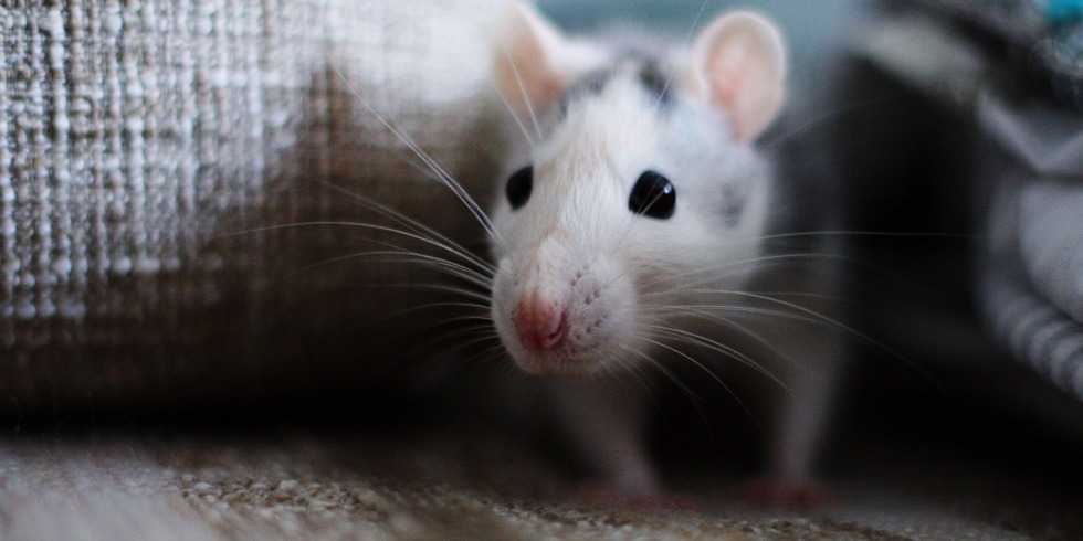 How To Get Rid Of Mice And Keep Them Away For Good New Haven