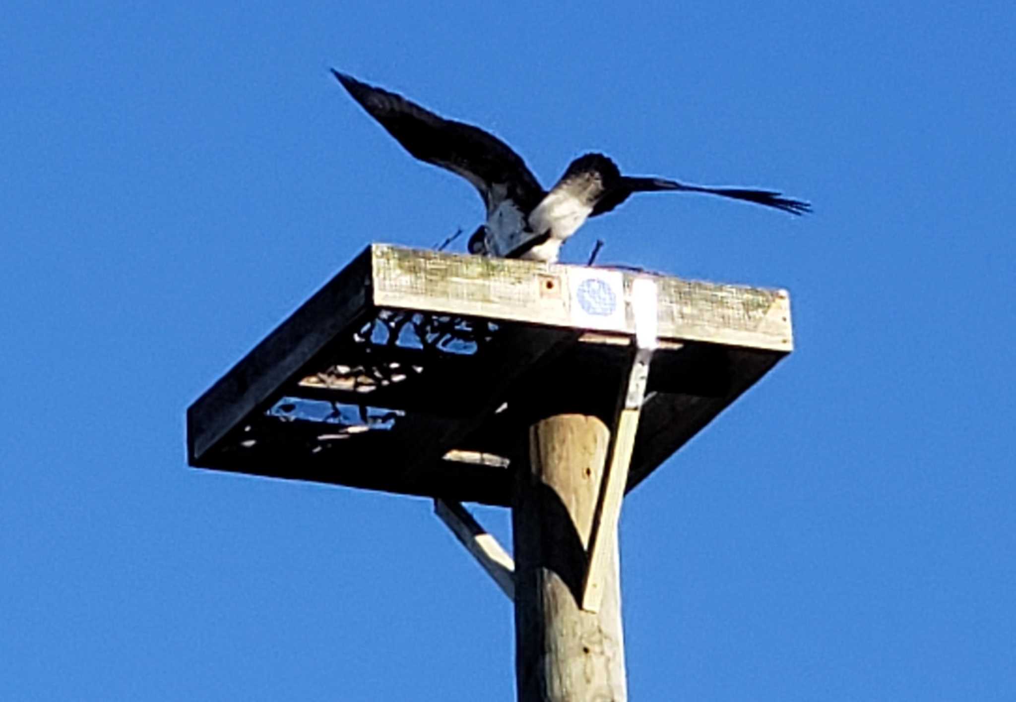 Public outcry saves osprey nesting space Westport News