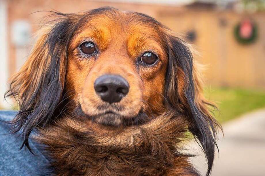 Animal Rescue Kingdom Of Sugar Land Pet Of The Month Houston