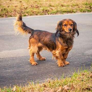 Animal Rescue Kingdom Of Sugar Land Pet Of The Month
