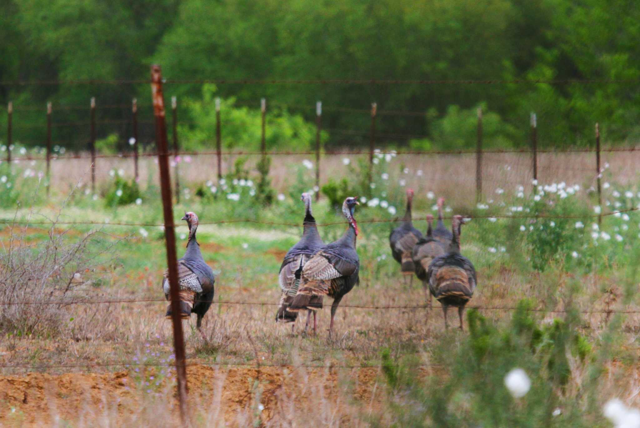 ADULT RIO GRANDE WILD TURKEY TAIL FAN//TURKEY FEATHERS//TURKEY DECOYS