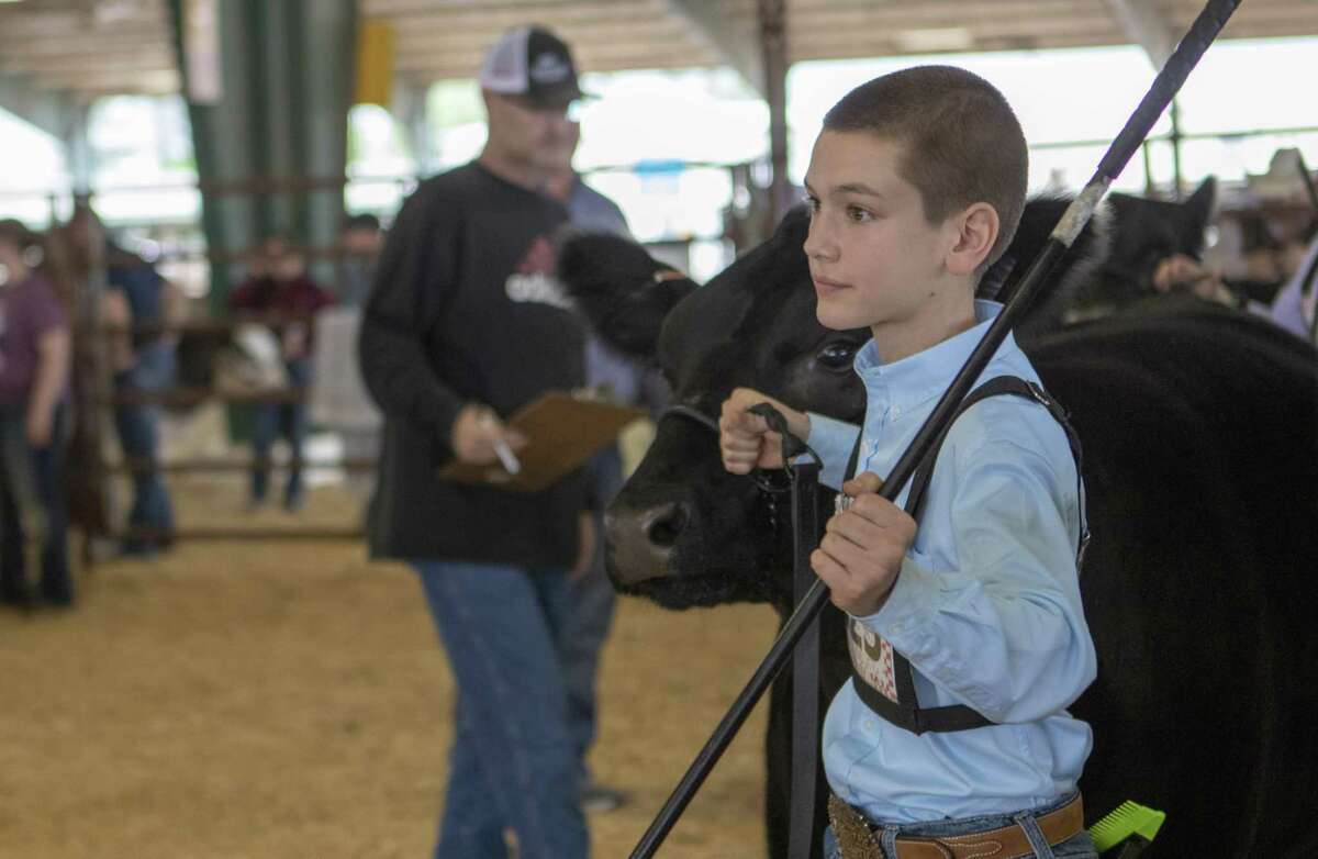 Finn Romanchuk of Montgomery-Dobbin 4H leads his heifer into the arena during the replacement heifer show Thursday, April 4, 2019 at the Montgomery County Fairgrounds in Conroe. Romanchuk’s heifer was chosen as the grand champion.