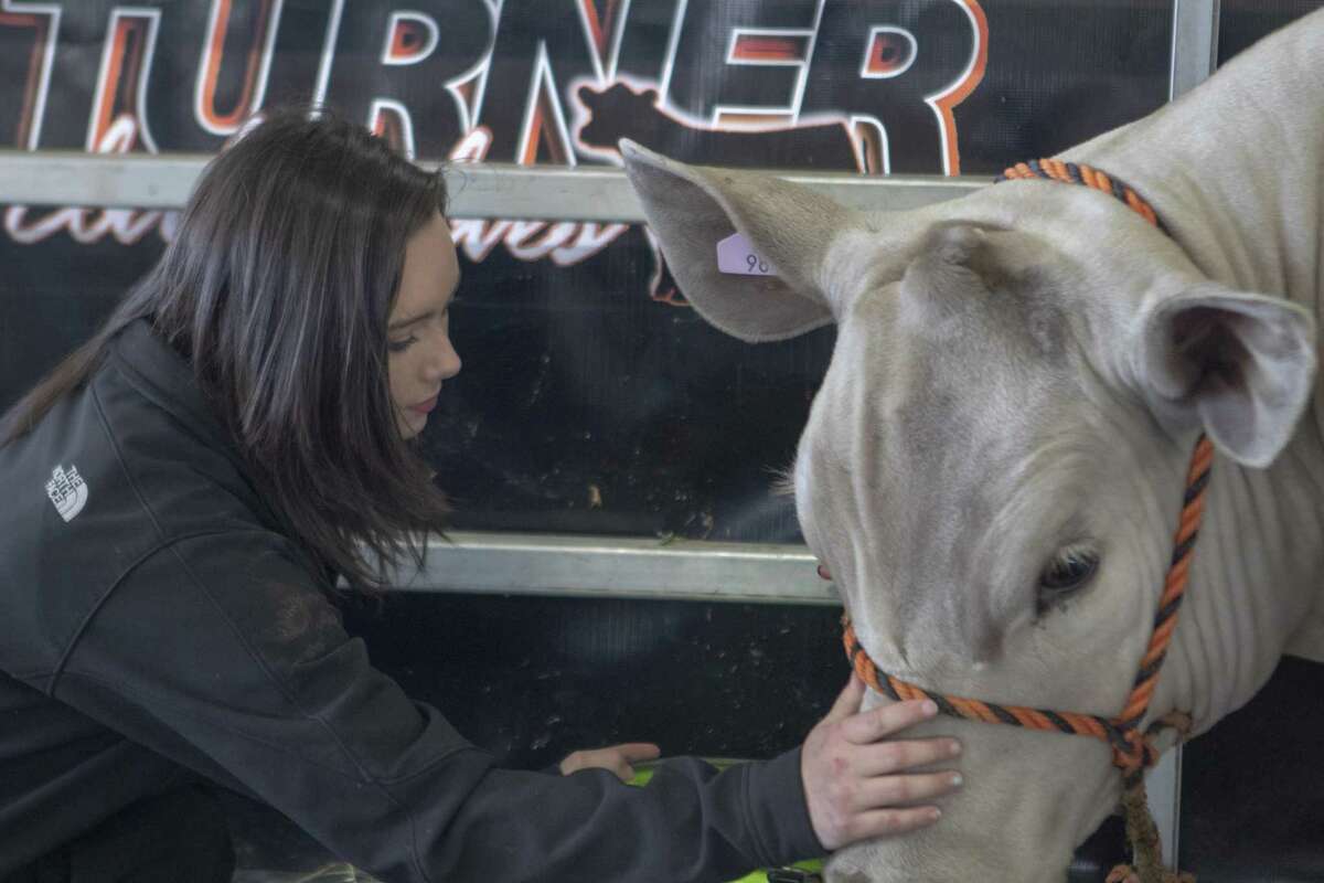 Taylor Turner, 15, of College Park pets her grand champion steer Merle on Wednesday, April 3, 2019 at the Montgomery County Fair Grounds in Conroe.