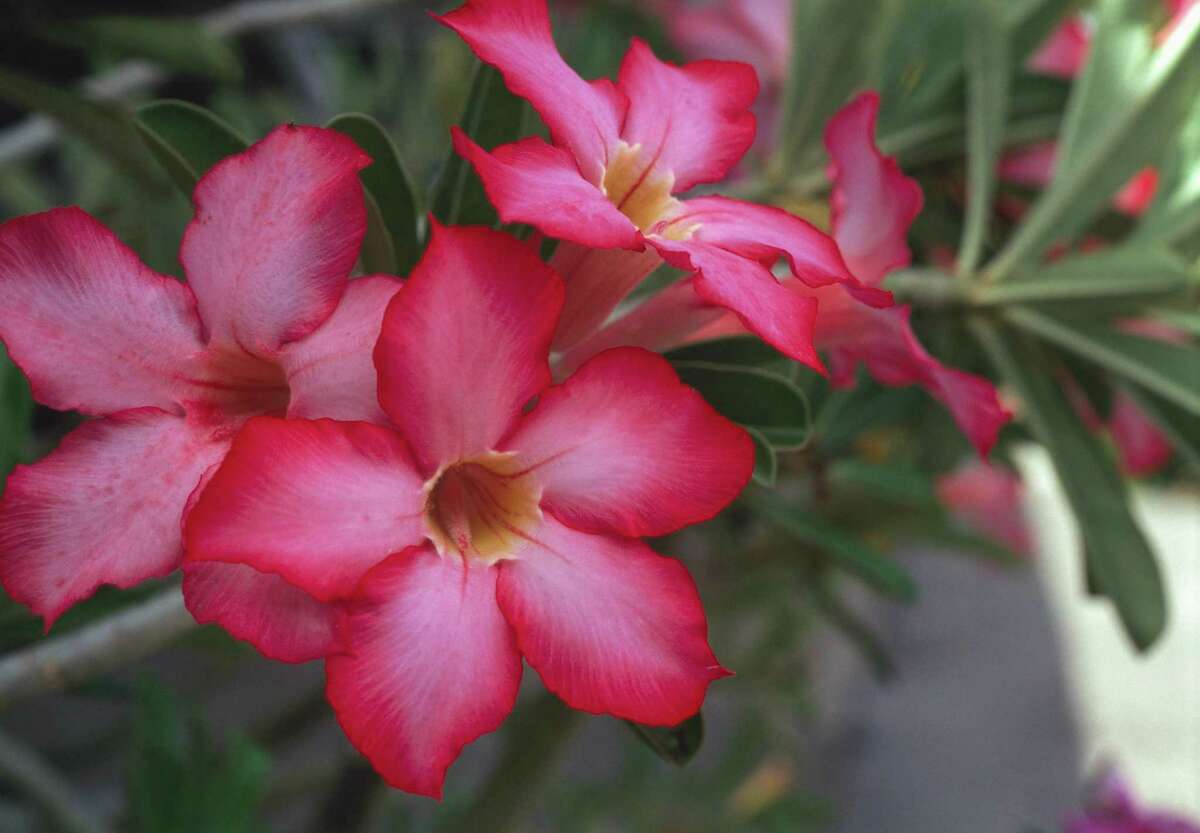 Garden Q&A How to make your adenium rebloom