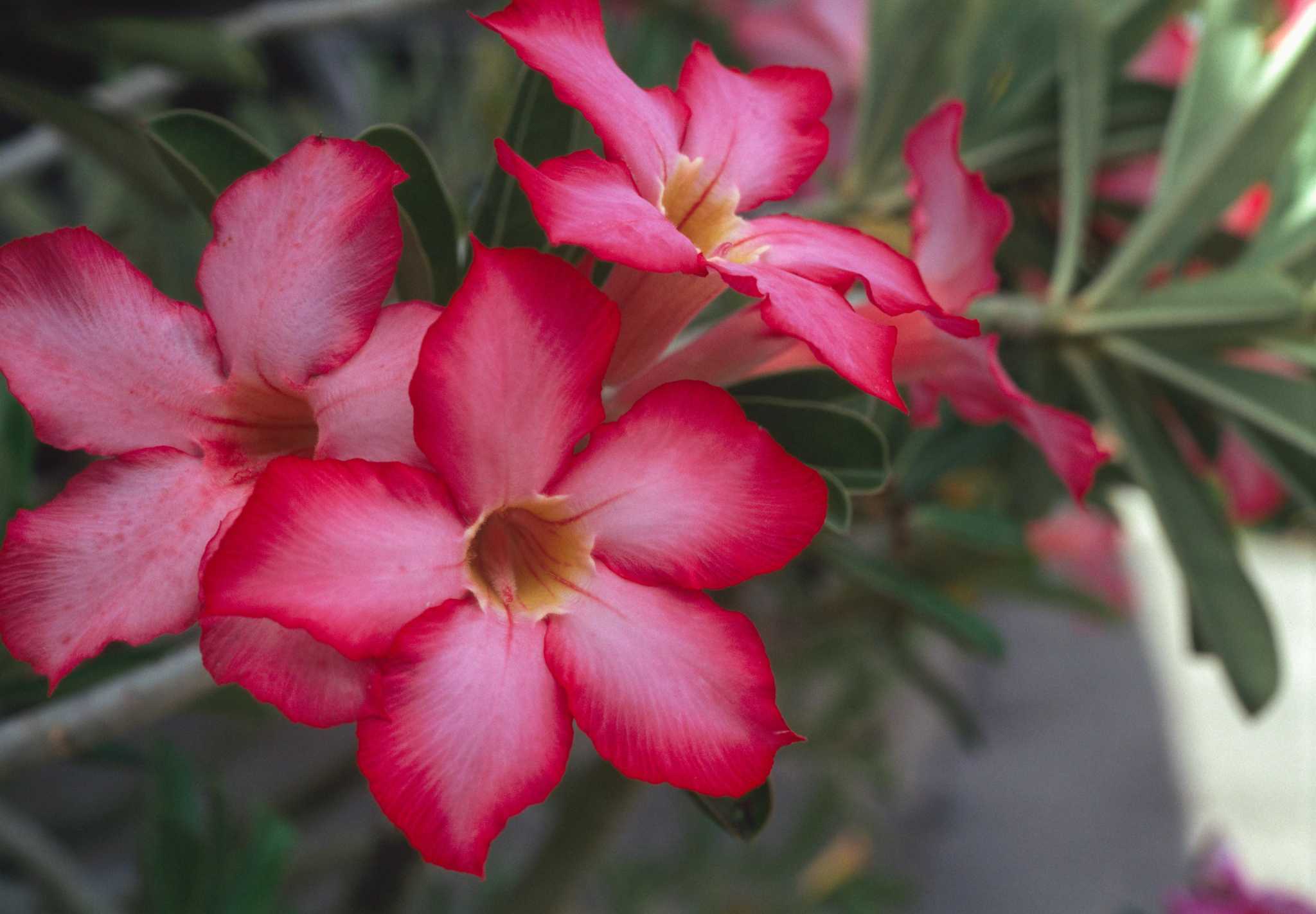 Garden Q A How To Make Your Adenium Rebloom Houston Chronicle