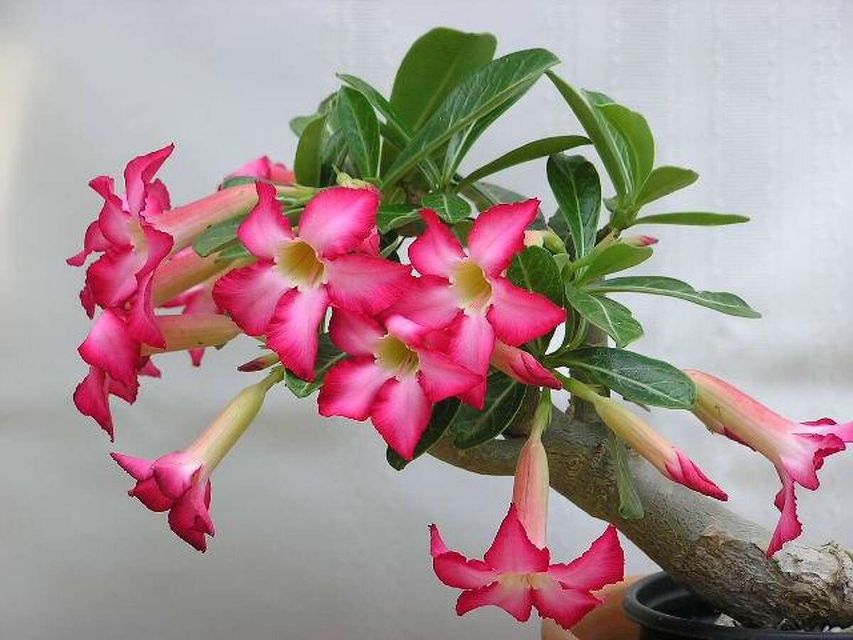 Garden Q&A How to make your adenium rebloom