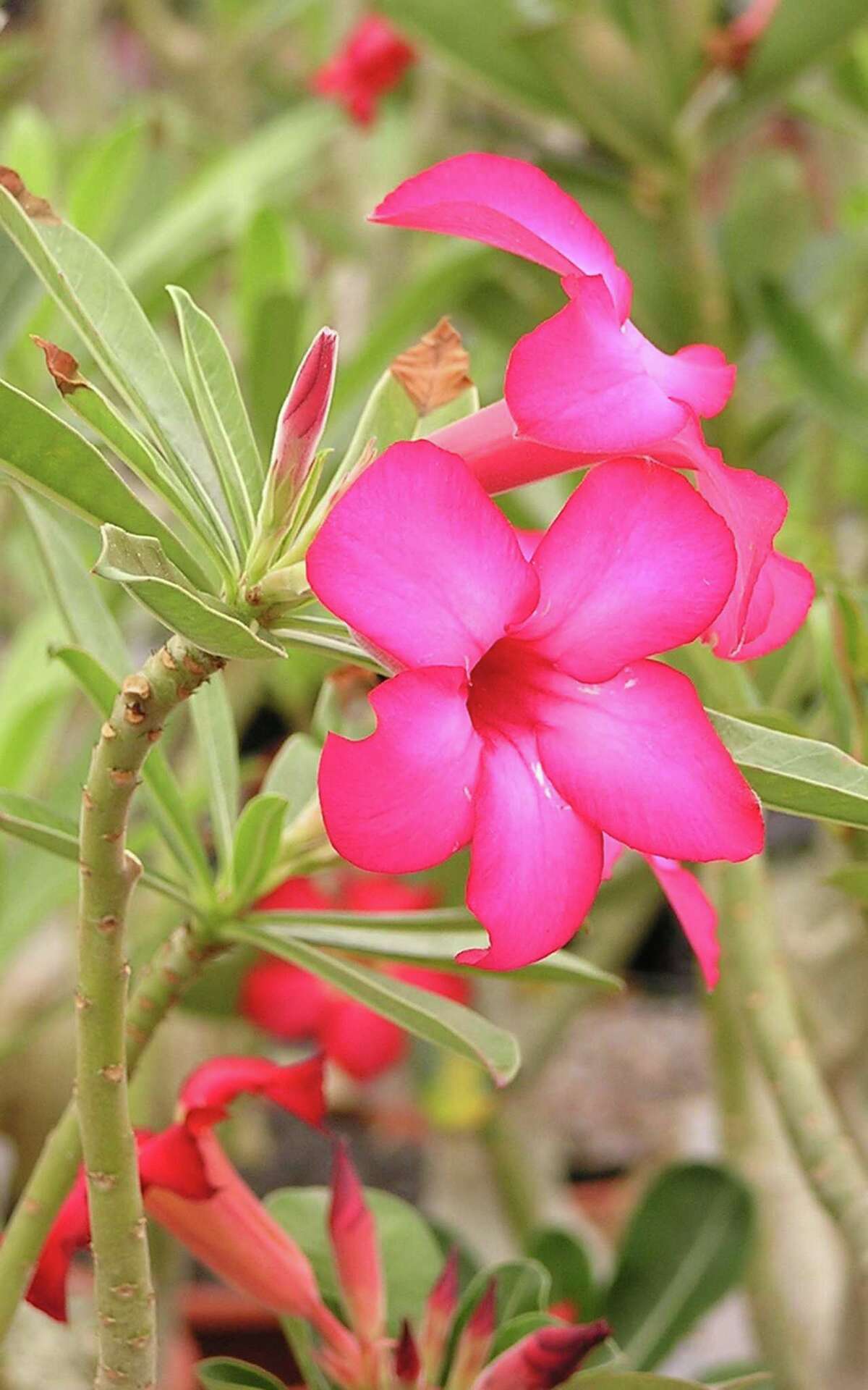 Garden Q&A How to make your adenium rebloom