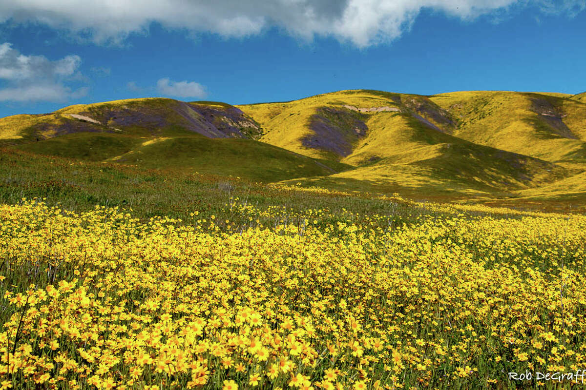 A super bloom is exploding a fivehour drive from the San Francisco Bay
