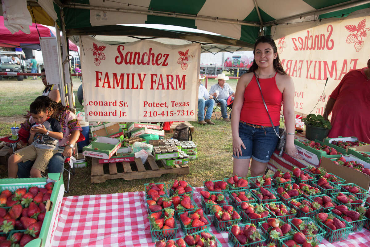 Strawberry lovers celebrate the fruit at the Poteet Strawberry Festival on Saturday, April 7.