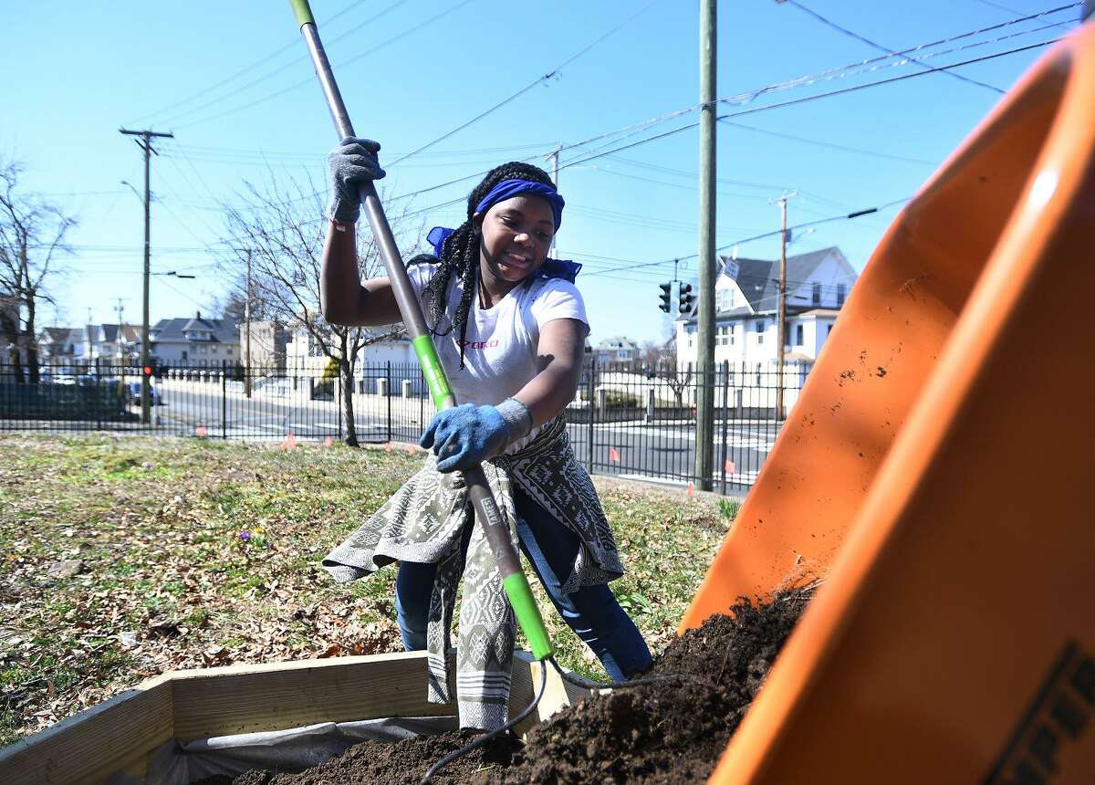 Sixth-grader Felicia Silver, 12, rakes garden soil into a raised bed during construction of a new school garden at Beardsley School in Bridgeport on April 3.