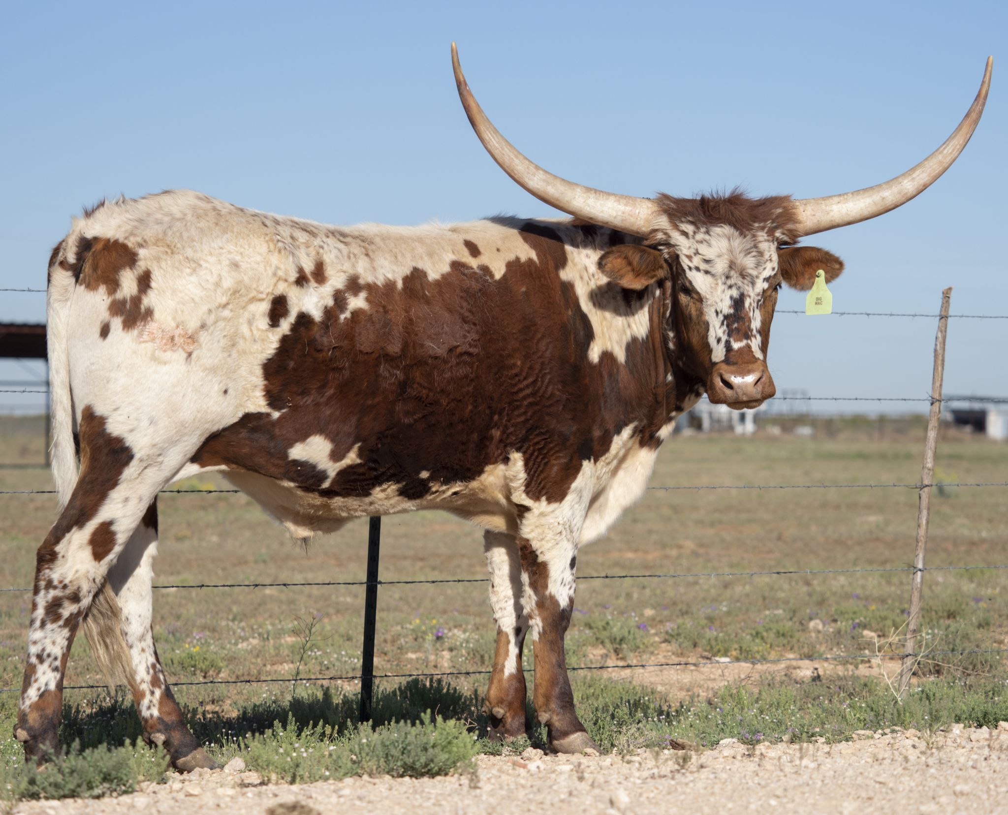 Midland Longhorn joins Fort Worth Herd