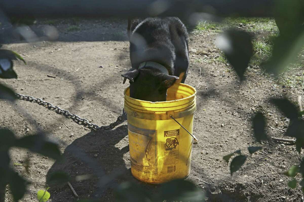 A dogs quenches her thirst after San Antonio Animal Care Services Officer Joey Olivares brought the lack of water to the owner’s attention at a residence on the West Side. City ordinance requires pet owners to provide water, shelter and shade to dogs tied up outside.