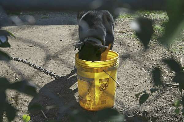San Antonio S Animal Care Officers Fix Fences And Adjust