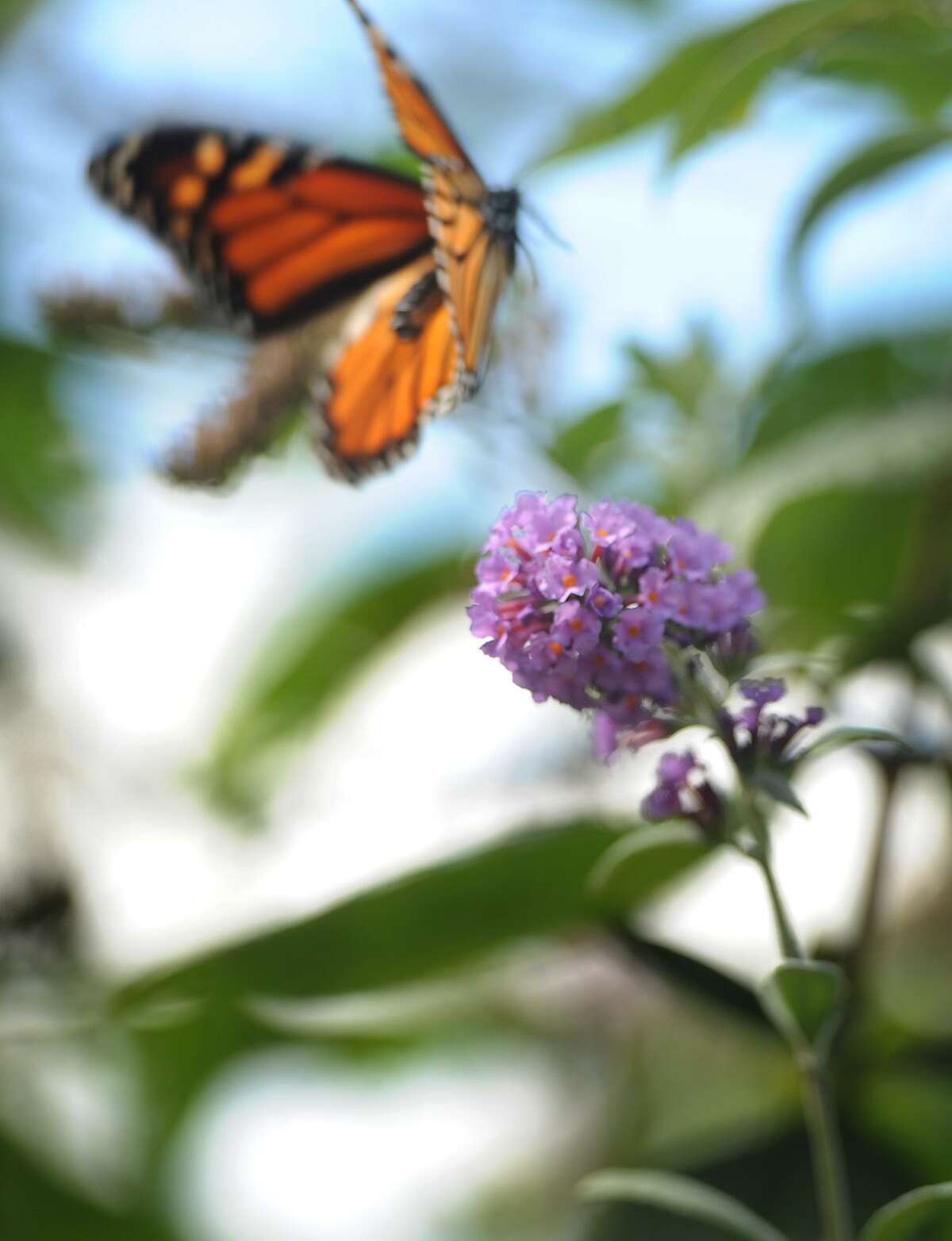 A monarch butterfly takes wing from a butterfly bush.