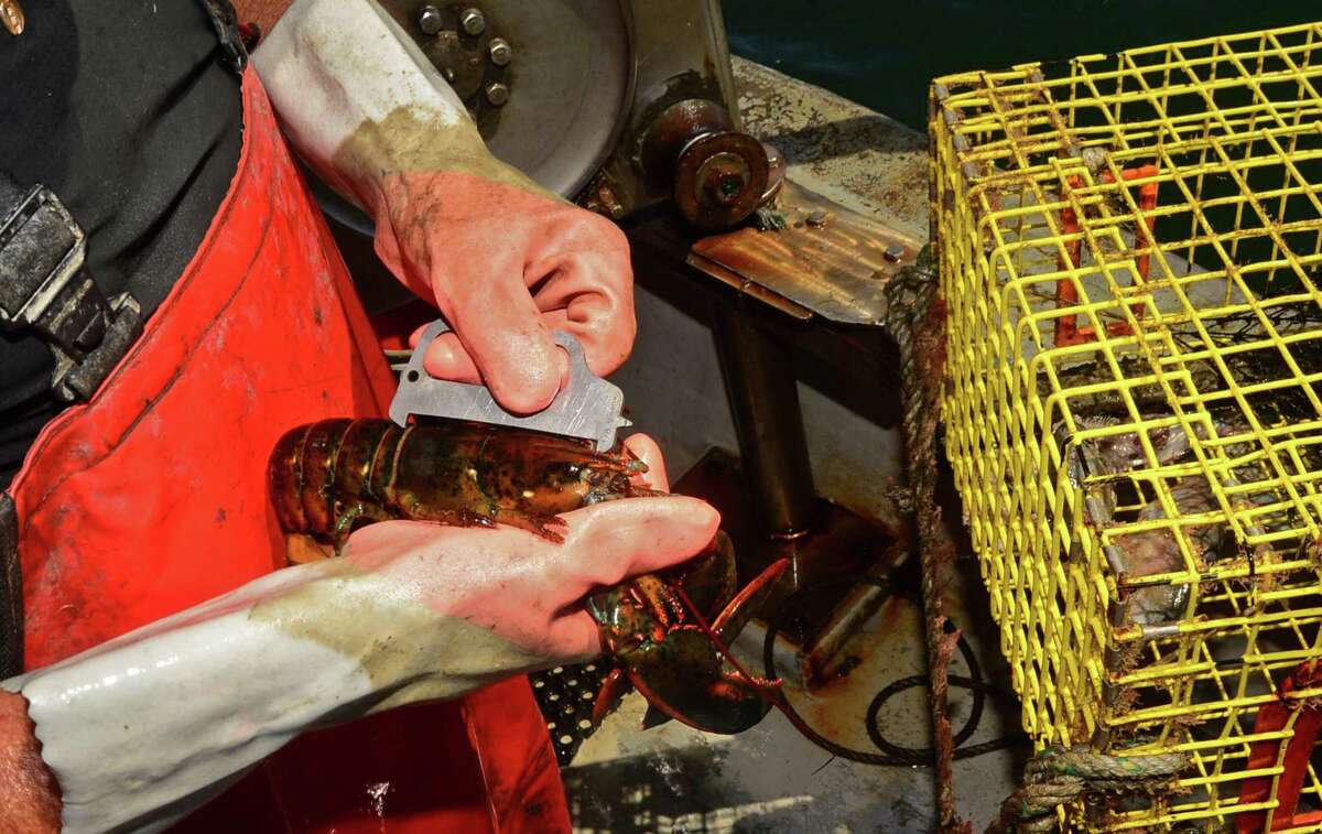 Man charged with illegal lobster fishing in Greenwich, Stamford