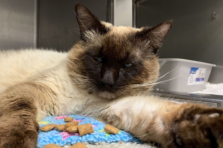 Someone S Shooting Cats In Oakland And There S A 10k Reward To