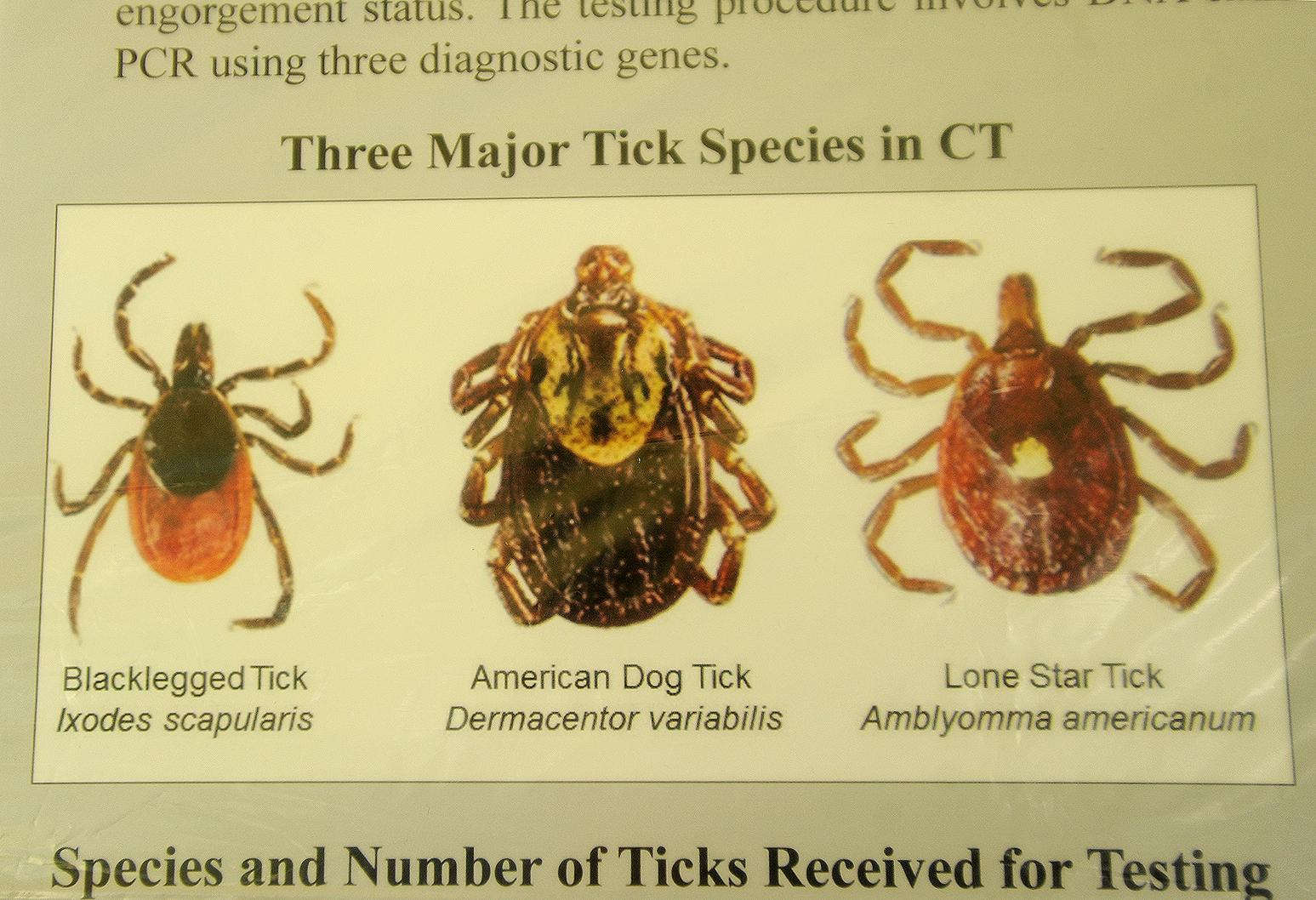 Experts Predict Bumper Crop Of Bugs This Summer New Haven Register