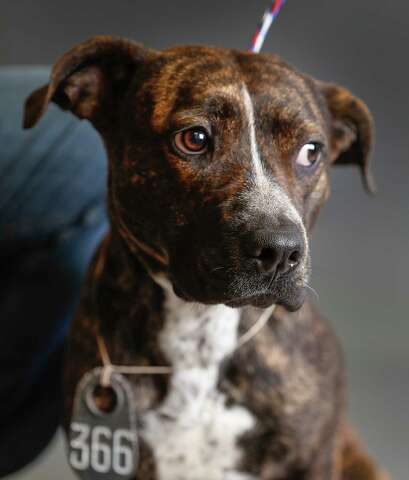 Harris County Animal Shelter Reaches No Kill Status Houston