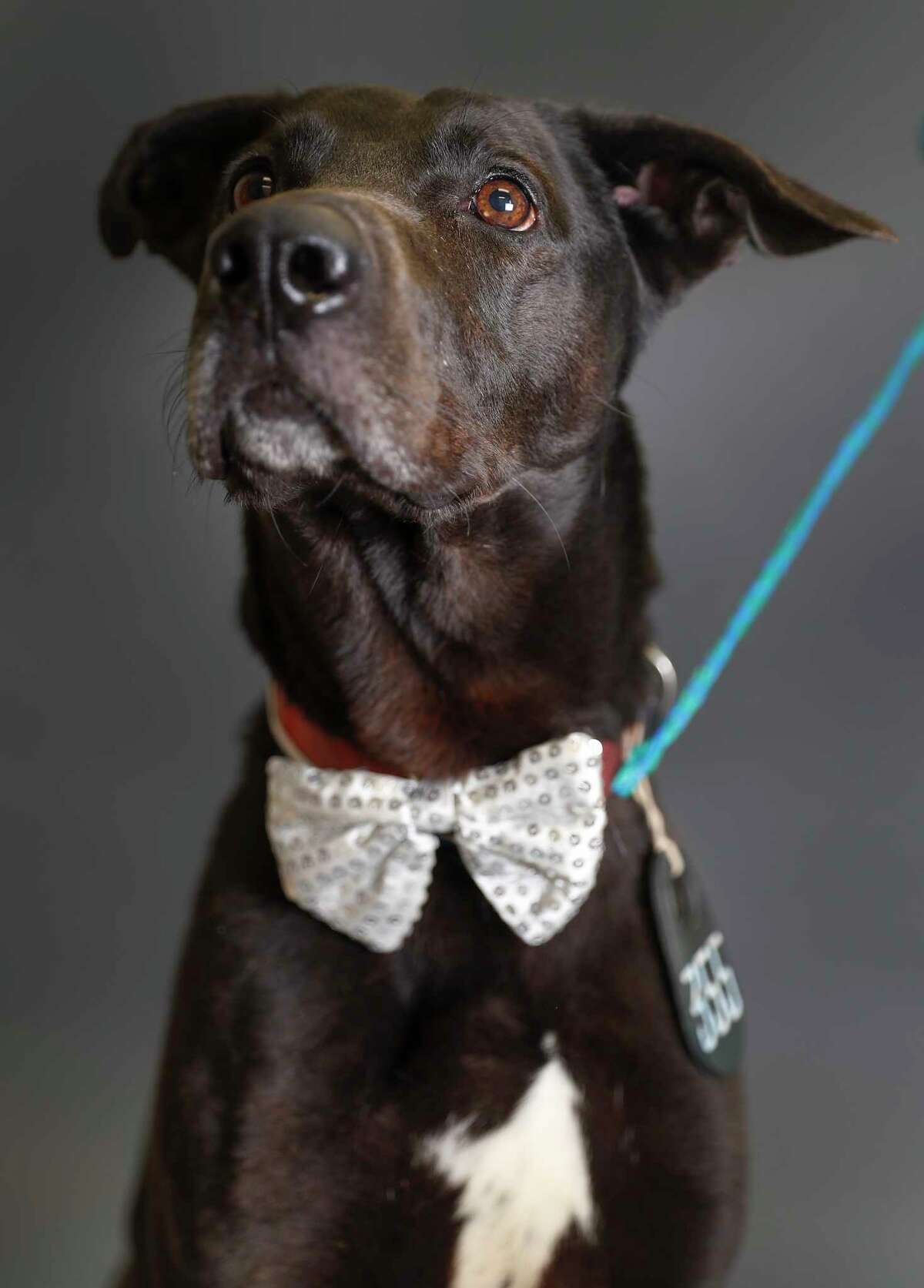 Harris County Animal Shelter reaches "no kill" status