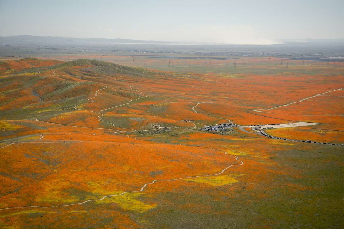 Watch a super bloom explode across California's yellow hills