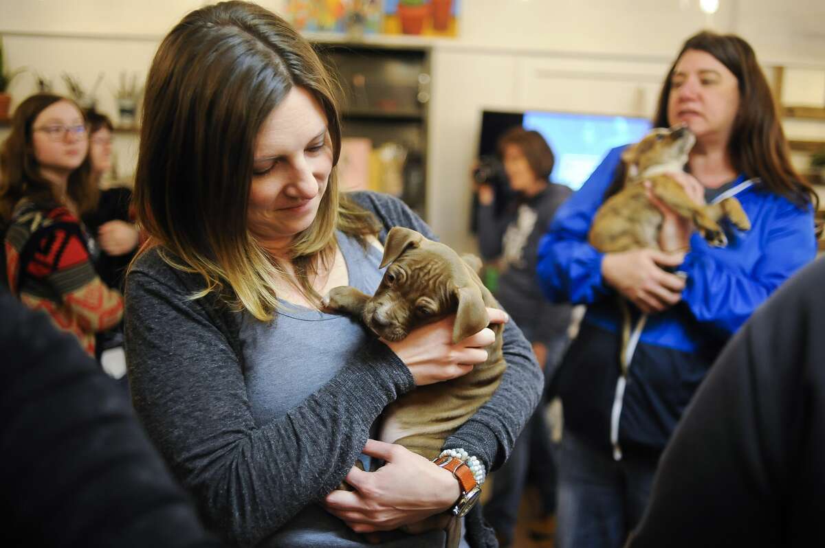 Courtney Soule of Midland holds a puppy during a "Puppy Perk-Up" event hosted by the Humane Society of Midland County on Wednesday, April 10, 2019 at Live Oak Coffeehouse. (Katy Kildee/kkildee@mdn.net)