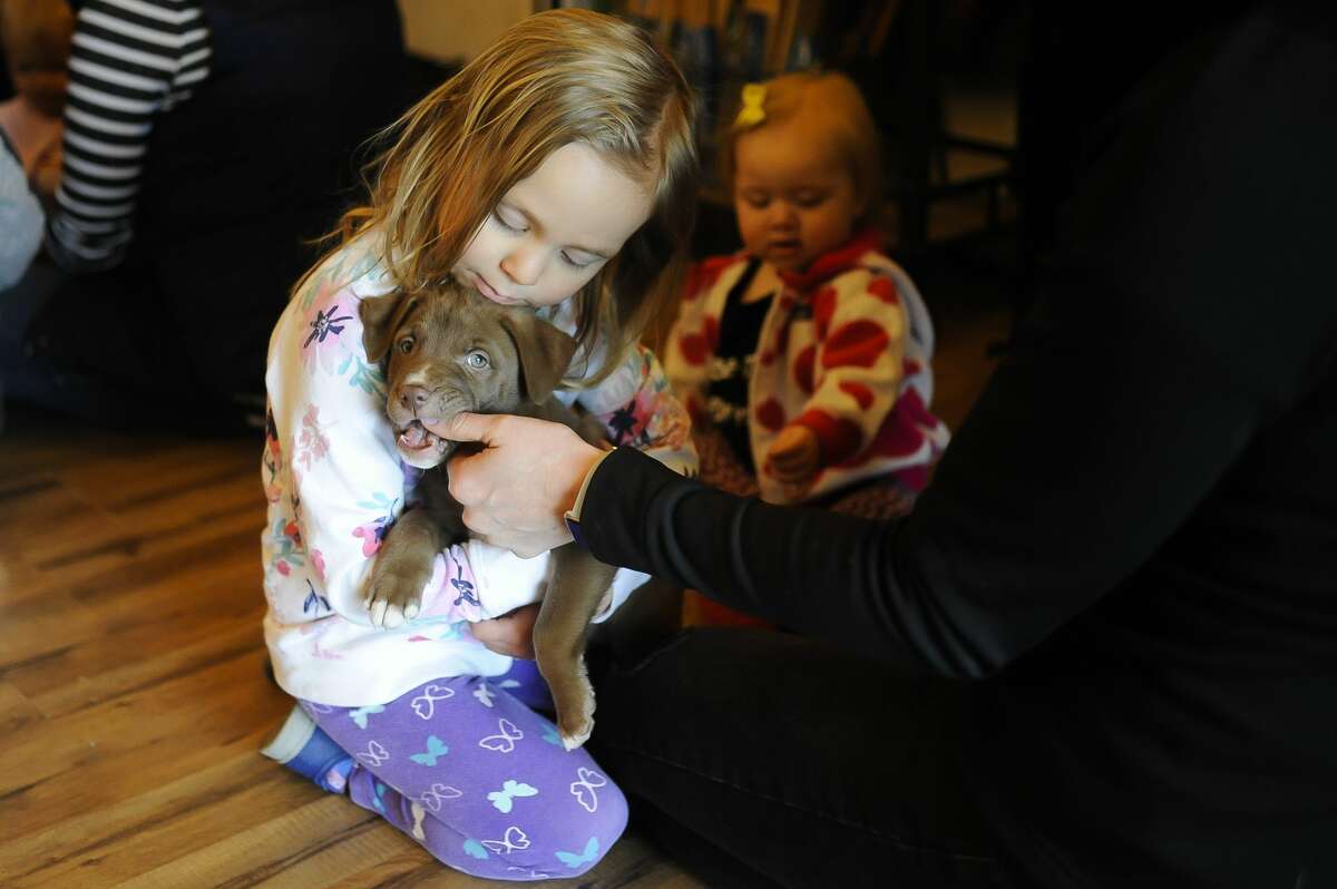 Charlotte Beaudin of Midland, 4, holds a puppy during a "Puppy Perk-Up" event hosted by the Humane Society of Midland County on Wednesday, April 10, 2019 at Live Oak Coffeehouse. (Katy Kildee/kkildee@mdn.net)