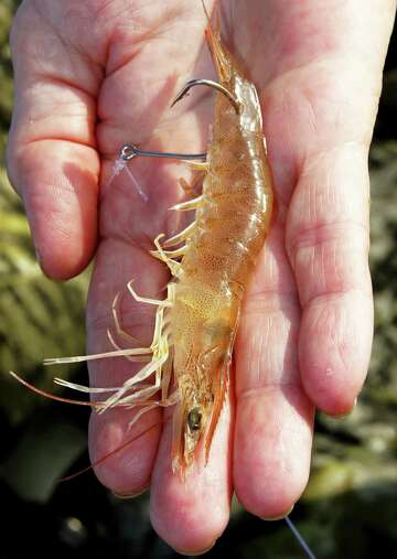 Where to buy live bait shrimp near me Clearance