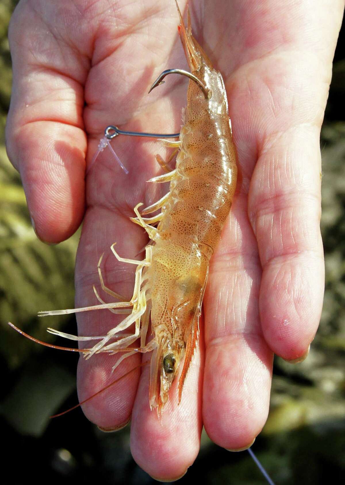 Live shrimp are the most popular - and most productive - bait used by Texas coastal anglers. The crustaceans account for an estimated 25 percent of all fish caught by anglers fishing from private boats.