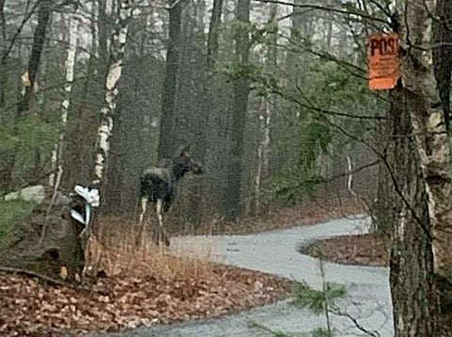 Watch out for moose on CT roads, DEEP warns Connecticut Post