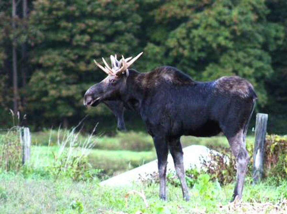 Watch out for moose on CT roads, DEEP warns