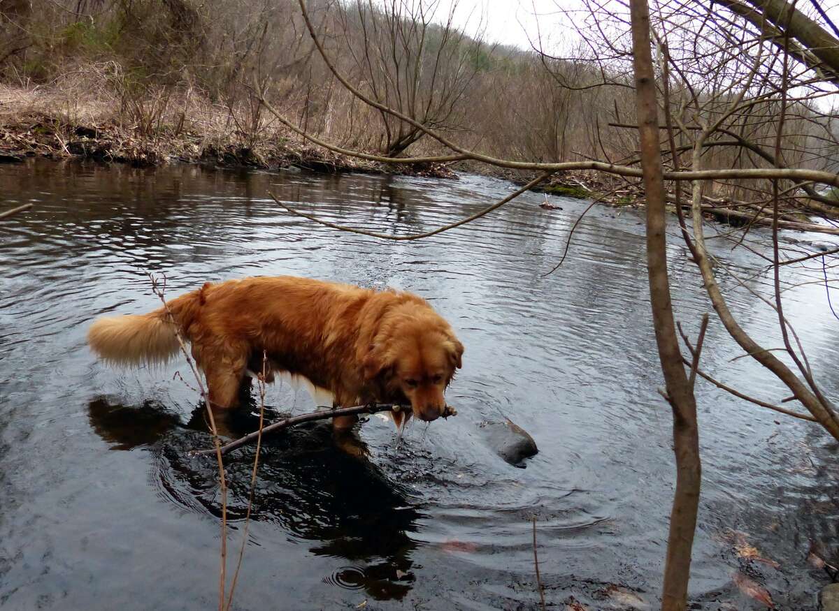Brady the golden retriever does some on his own "fishing" by catching sticks in the creek on the first day of trout season at Lake Mohegan in Fairfield, Conn., on Saturday Apr. 9, 2016.