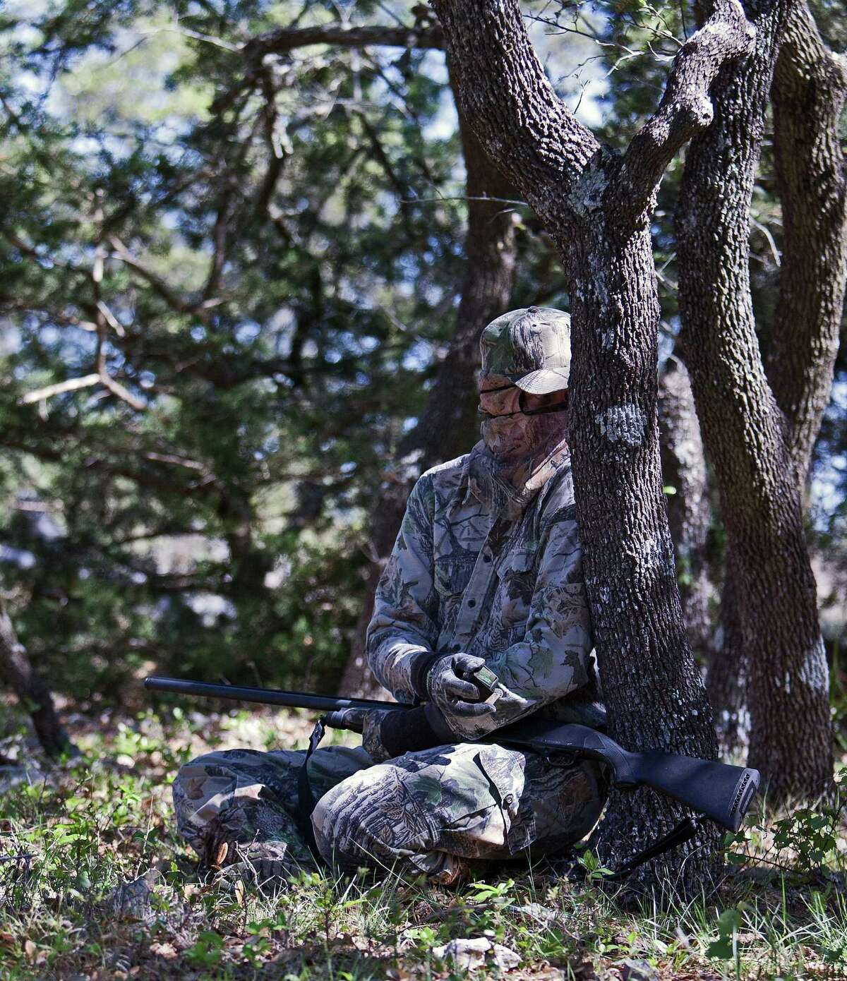 When hens begin nesting, tom turkeys go on the prowl again