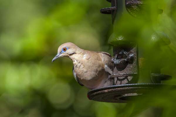 White Winged Doves Are Making Themselves At Home In Houston