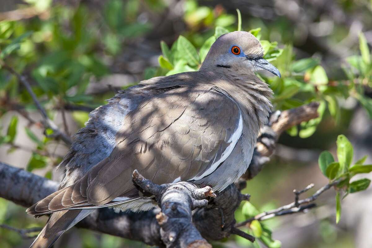 White-winged doves are making themselves at home in Houston neighborhoods