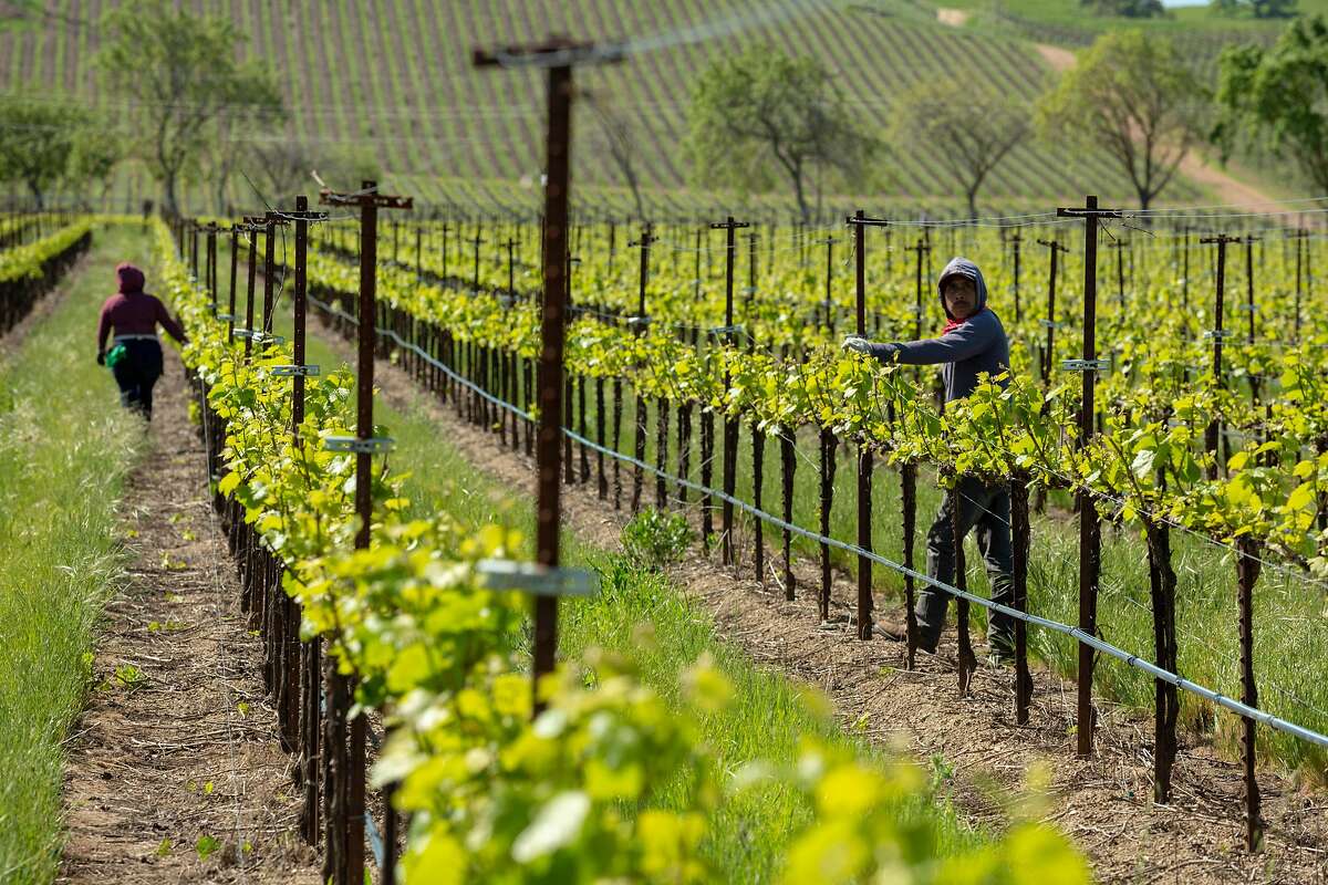Vineyard workers reposition trellis wires in a Chardonnay vineyard at Wente Wines Friday 12 April 2019 in Livermore, CA.