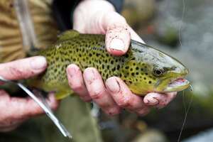 CT DEEP stocks trout for the winter, spring fishing season