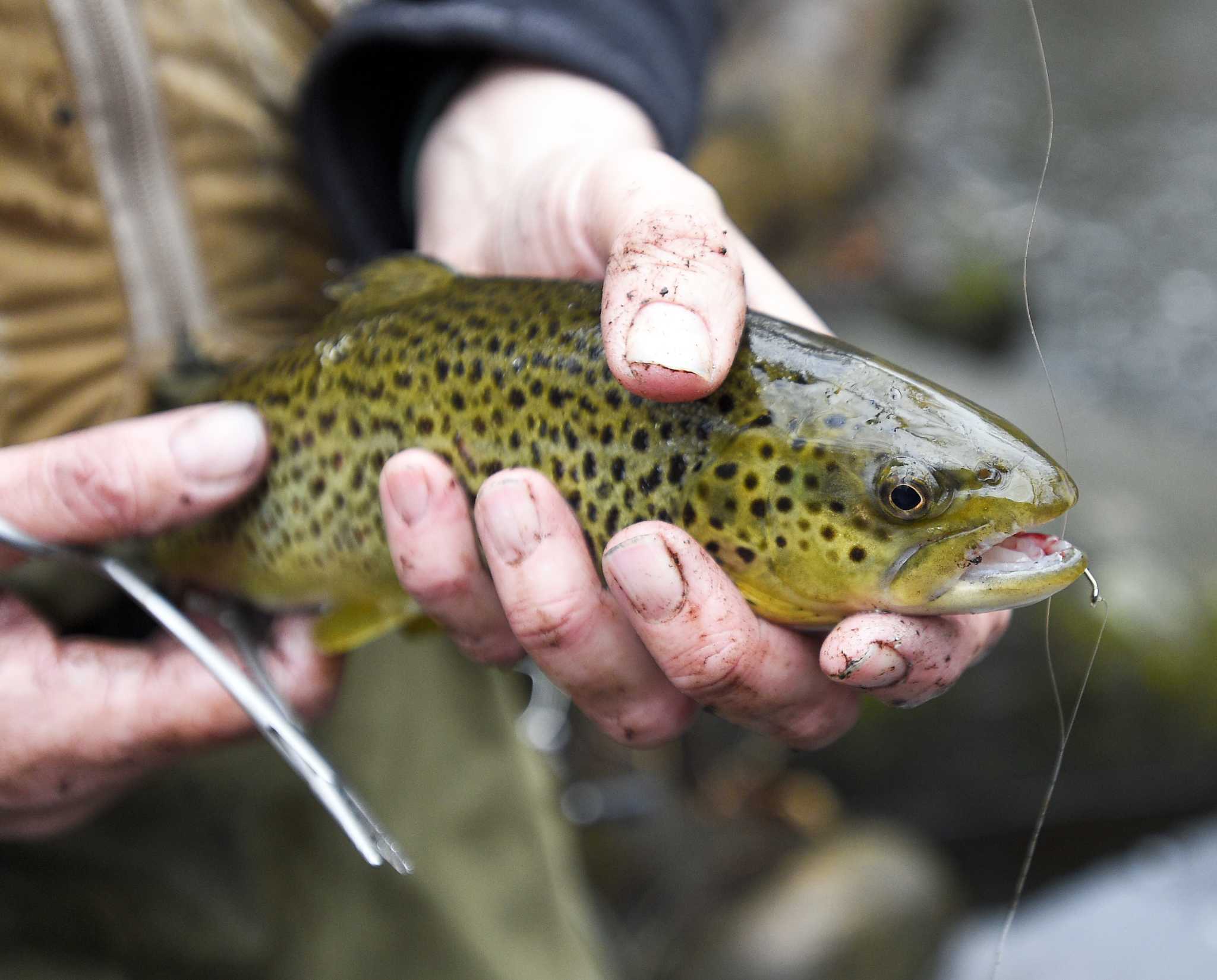 CT DEEP continues to stock trout for the spring fishing season